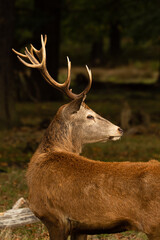 Detail photo of a young red deer while walking around and looking for females during rutting season...