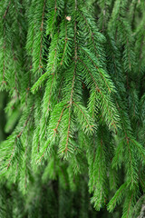 Beautiful green hanging branches of fir tree, close up. Natural coniferous background.