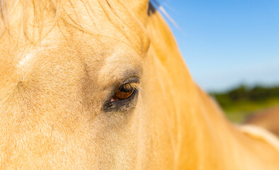 Close Up Photo Of Horses Eye Beautiful Palomino