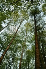 Fototapeta premium trees in the forest