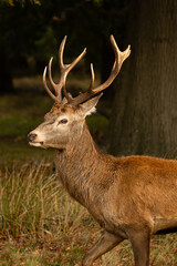 Detail photo of a young red deer while walking around and looking for females during rutting season at Richmond Park, London, United Kingdom. Rutting season last for 2 months during autumn