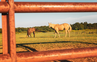 Beautiful Horses In Pasture Through Rustic Western Fence On Ranch