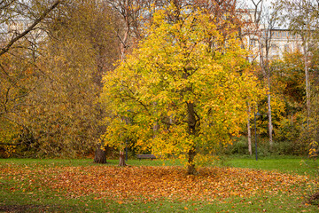 Maple tree with a beautiful colored crown during leaf fall. Autumn landscape in the park.