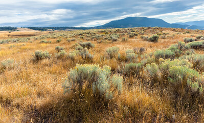 A hilly field covered with yellow grass and green bushes