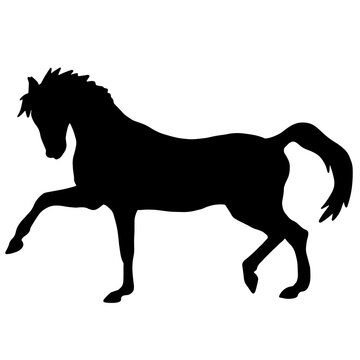 Black silhouette of a horse. Nice domestic animal