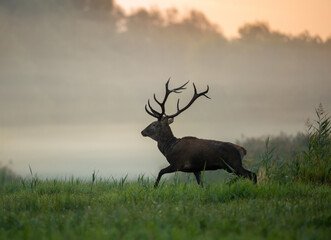 Naklejka na ściany i meble Red deer walking in forest on fog