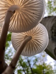 mushroom bottom view