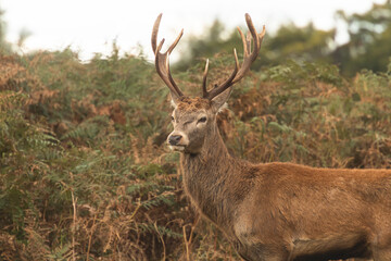 Young red deer walking around and looking for females during rutting season at Richmond Park, London, United Kingdom. Rutting season last for 2 months during autumn