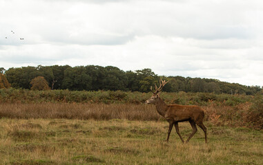 Naklejka na ściany i meble Young red deer walking around and looking for females during rutting season at Richmond Park, London, United Kingdom. Rutting season last for 2 months during autumn