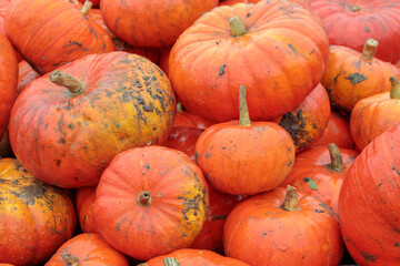 Beautiful close up pumpkins at pumpkin patch. Autumn harvesting nature concept.