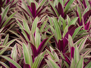Obraz premium The Boatlily or Moses-in-the-Cradle (Tradescantia spathacea) in a Garden in Medellin, Colombia