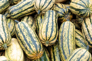 Beautiful close up pumpkins at pumpkin patch. Autumn harvesting nature concept.