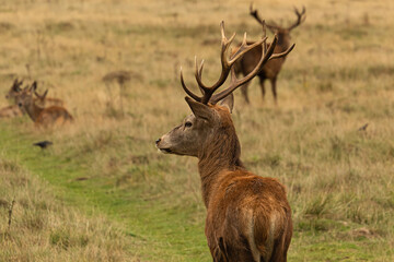 Naklejka na ściany i meble Young red deer watching at an Adult deer that is roaring to other males while guarding his herd during rutting season at Richmond Park, London, United Kingdom
