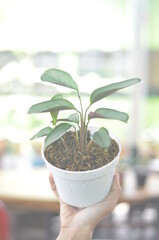 Beautifull Calathea Setosa In A White Pot Stands On Holding Right Hand On A Blurred  Background.