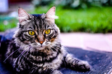Cat in the garden