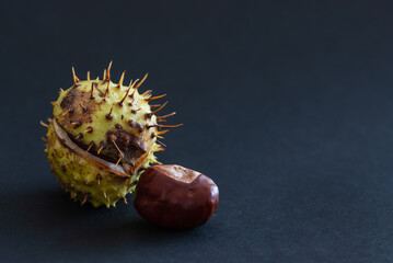 Fresh close-up green spiny chestnut just from the tree with brown nut