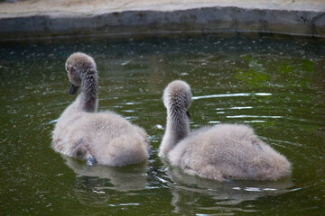 Fototapeta premium Swan chick