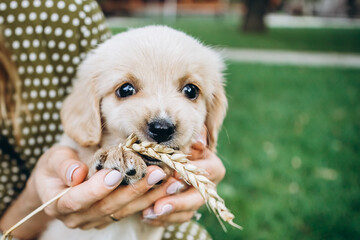 A small puppy lies in the hands of the owner