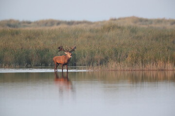 Red Deer (Cervus elaphus)  Germany
