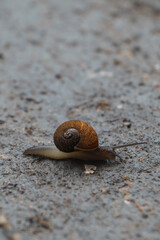 snail on the stone
