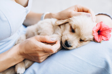 A small puppy lies in the arms of the owner.