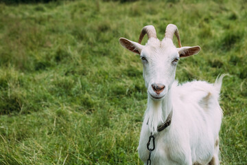 Fototapeta premium Portrait of a white goat grazing on the grass. Close-up, the animal looks into the camera and wiggles its ears.