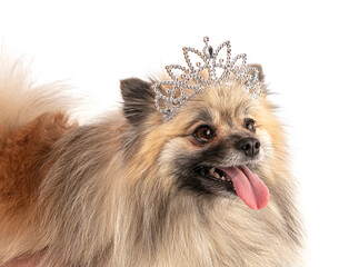 Brown Pomeranian Sheepdog with a princess crown © emmapeel34