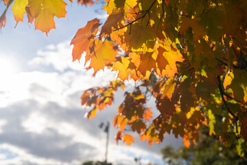 カナダ　オンタリオ州　美しい紅葉