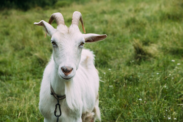 Portrait of a white goat grazing on the grass. Close-up, the animal looks into the camera and wiggles its ears.