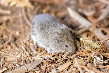 House Mouse foraging on ground. Santa Clara County, California, USA.