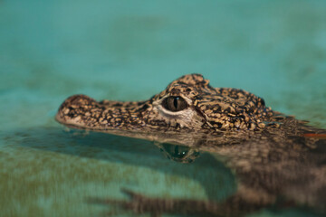 ヨウスコウワニ