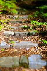 stone stairs in forest