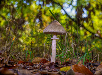 mushroom in the forest