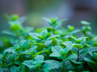 Close up of fresh wild mint growing in the garden