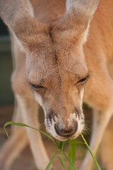 Obraz premium エサをとるカンガルー