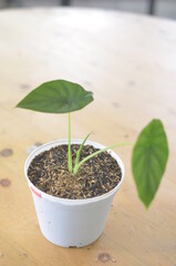 Beautifull Alocasia Green Shield In A White Pot Stands On Wooden Table On A Blurred  Background.