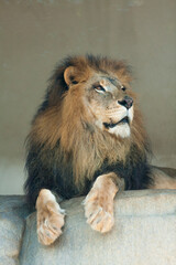 Obraz na płótnie Canvas ライオンのオス