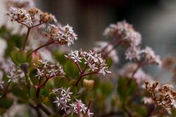 Pequeñas flores rosas