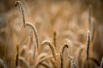 Ears of grain in the field. Harvest in the summer. Sunny day in