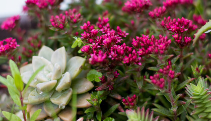 Obraz premium flores con gotas de lluvia