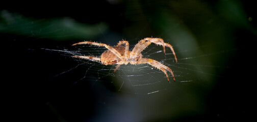 Close shot of a spider on its web