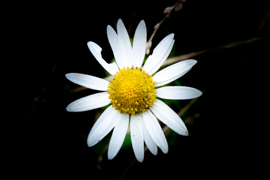 Close shot of a bitten petal daisy