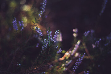 Purple lavender in bloom plant on a dark green forest