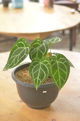 Beautifull anthurium clarinervium In A Black Pot Stands On Wooden Table On A Blurred  Background.