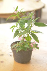 Beautifull Miana In A Black Pot Stands On Wooden Table On A Blurred  Background.