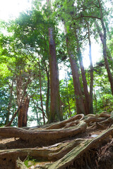 Obraz premium 鞍馬山 木の根道