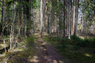Walking paths in spring forest of Latvia