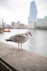 Portrait View of a Gull Standing on a Concrete Barrier with a River Behind it