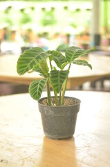Beautifull Calathea Zebrina In A Black Pot Stands On Wooden Table On A Blurred  Background.