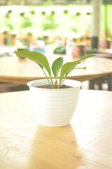 Beautifull Anthurium Hookeri In A White Pot Stands On Wooden Table On A Blurred  Background.